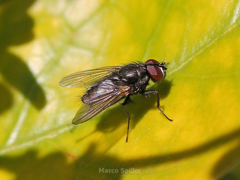 Hydrotaea dentipes (Muscidae).